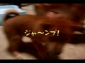動画:もも ジャ~ンプをお披露目